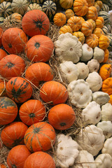 Assorted Pumpkins