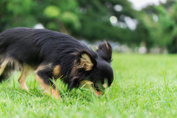 Chihuahua is searching for something.