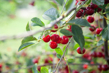Red Cherries on Branches