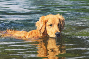 Wet Golden Retriever dog swimming on waters of a lake, just the head out of water.