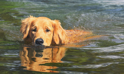 Wet Golden Retriever dog swimming on waters of a lake, just the head out of water.
