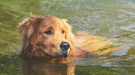 Wet Golden Retriever dog swimming on waters of a lake, just the head out of water.