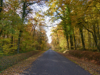 Route dans une forêt à l'automne