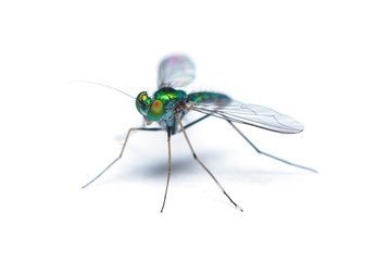 Green-to-blue metallic lustre long legged fly isolated on white background