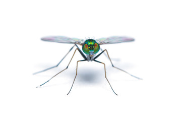 Green-to-blue metallic lustre long legged fly isolated on white background