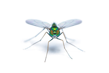Green-to-blue metallic lustre long legged fly isolated on white background