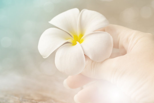 Fototapeta Woman hand holding white flower,soft focus ,filter effect.I am like a flower that is raised with love by you.You help me glow up big and strong.Thanks mom ,dad for all you do.