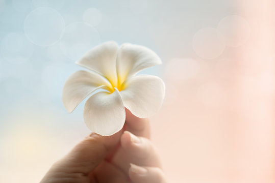 Fototapeta Woman hand holding white flower,soft focus ,filter effect.I am like a flower that is raised with love by you.You help me glow up big and strong.Thanks mom ,dad for all you do.