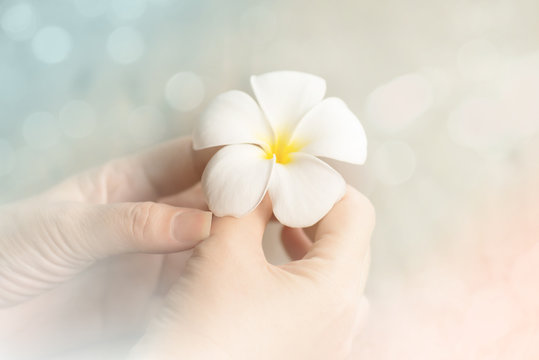 Fototapeta Woman hand holding white flower,soft focus ,filter effect..I am like a flower that is raised with love by you.You help me glow up big and strong.Thanks mom ,dad for all you do.
