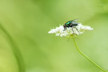Kaisergoldfliege auf weißer Blüte
