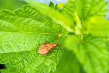 Lederwanze, Nymphe auf Blatt
