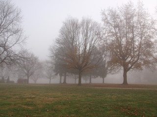 Obraz premium Foggy Forest