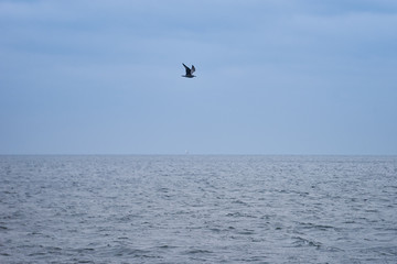 Seagull over the sea. 