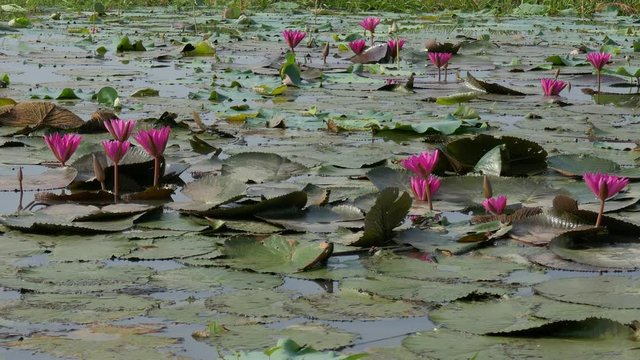 Beautiful flowers background. Beauty blossom pink waterlily flower, with green leaf background in a country in early morning