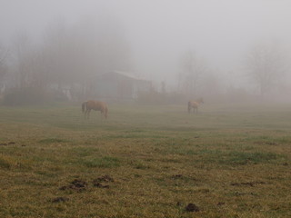 Obraz na płótnie Canvas Horses in Foggy Pasture