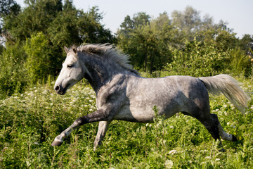 Obraz na płótnie Canvas Beautiful gray pony running at the pasture