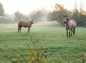 Obraz na płótnie Canvas Horses in Pasture at Sunrise