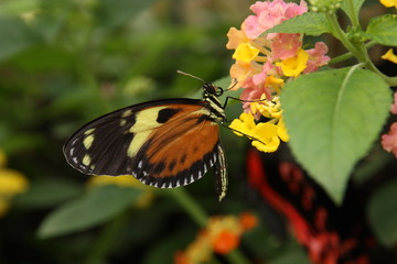 butterfly 3
