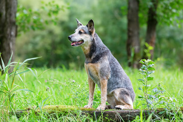 outdoor portrait of an Australian cattledog