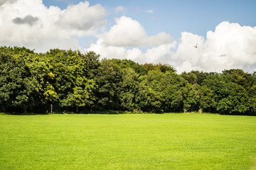 field and trees