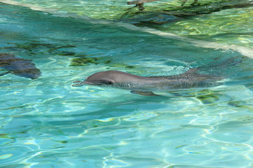 Dauphins