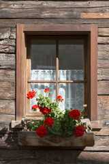Fototapeta na wymiar Colorful red geraniums in a window box