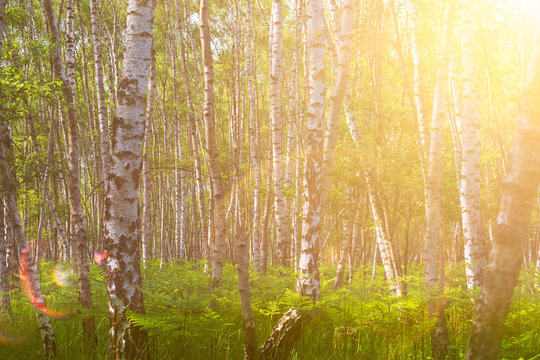 Sonnenschein im Birken-Wald Sommer Sommer