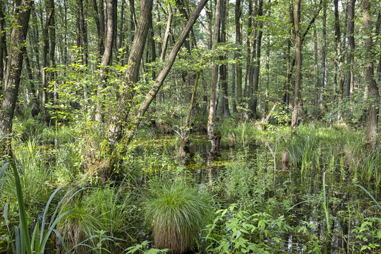 Swamp (or carr) in summer