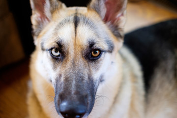 german shepherd dog close up