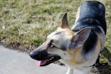 german shepherd dog looking left