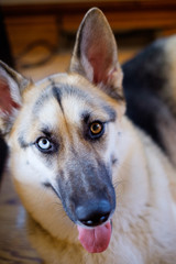 german shepherd dog portrait