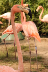 Flamant rose