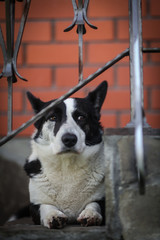 собака ждёт хозяина на крыльце дома 