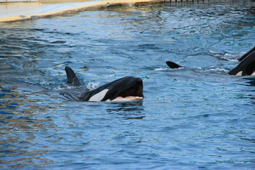 Fototapeta premium Orques