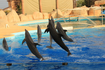 Dauphins