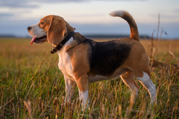Beagle dog on walk in autumn at sunset