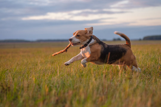 Beagle dog running around and playing with a stick at sunset