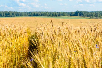 Landscape with a yellow field of ripe rye on a sunny day