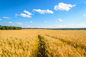Landscape with a yellow field of ripe rye on a sunny day
