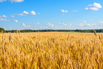 Landscape with a yellow field of ripe rye on a sunny day