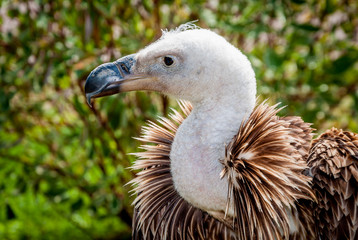tête de rapace en gros plan