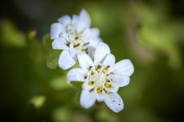 15-08-2017 Atacama Desert, Chile. Landscapes of the Flowering Desert. Flowers and colors conform this natural beauty, which surprises in the most arid desert in the world.