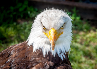tête de rapace en gros plan