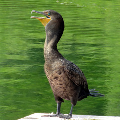 Toronto Lake cormorant 2017