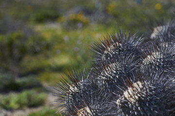 15-08-2017 Atacama Desert, Chile. Landscapes of the Flowering Desert. Flowers and colors conform this natural beauty, which surprises in the most arid desert in the world.