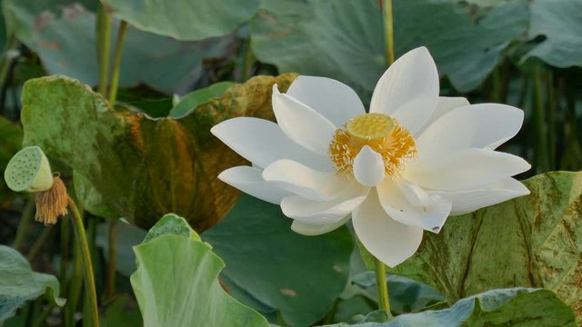 Beautiful flowers background. Beauty blossom pink lotus flower and white lotus flower, yellow pistil with green leaf background in a country in early morning