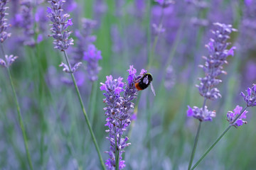 Bee on Lavender 