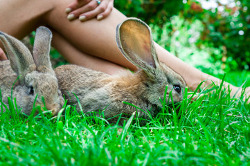 Beautiful girl with red hair on nature with a rabbit in her hands