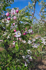 Apple orchard blooming at spring