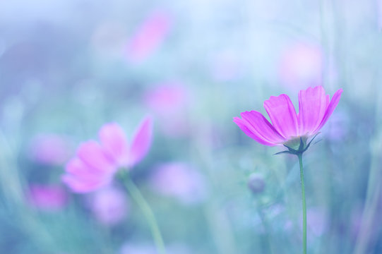 Delicate purple flowers on a blue blurred background. Soft selective focus